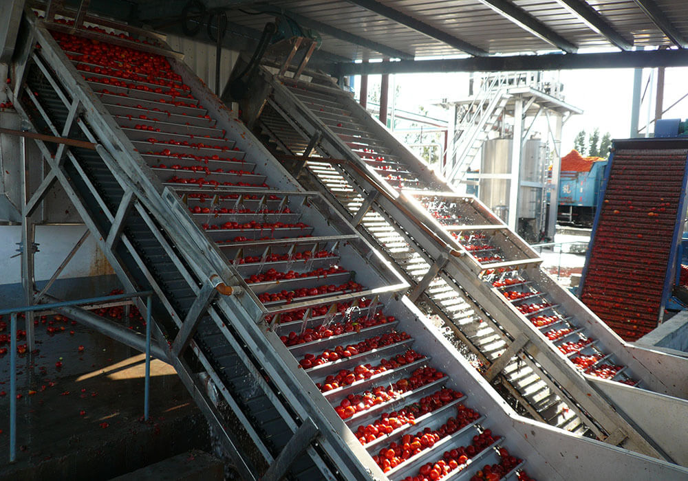 خط إنتاج الطماطم