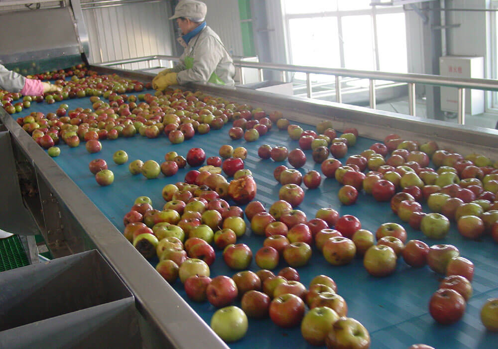 خط إنتاج التفاح والكمثرى
