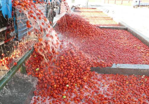 خط إنتاج الطماطم