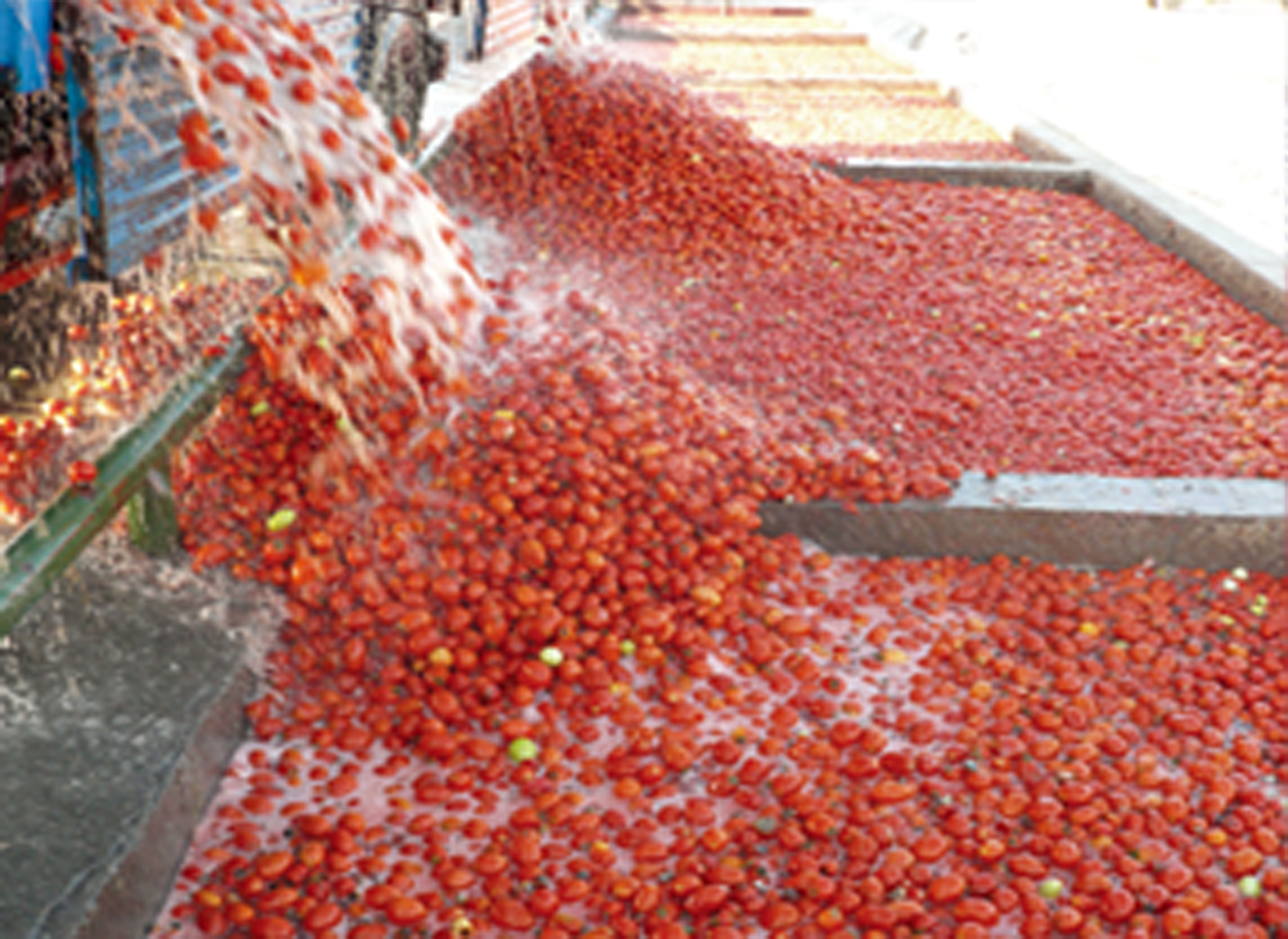 Tomato Processing Equipment
