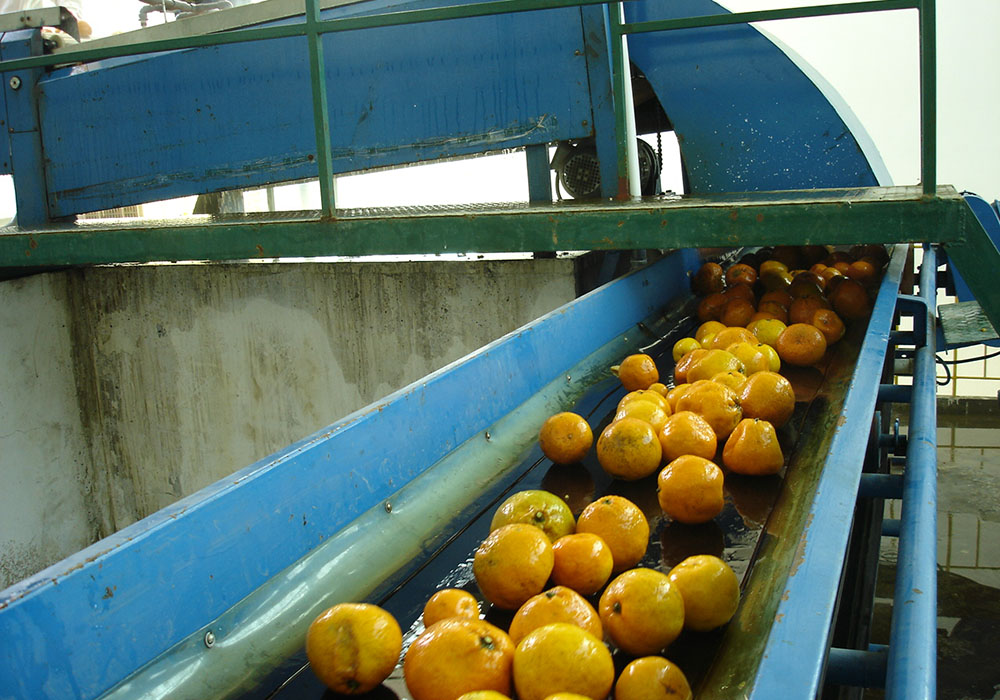 Линия по переработке цитрусовых, апельсинов и лимонов