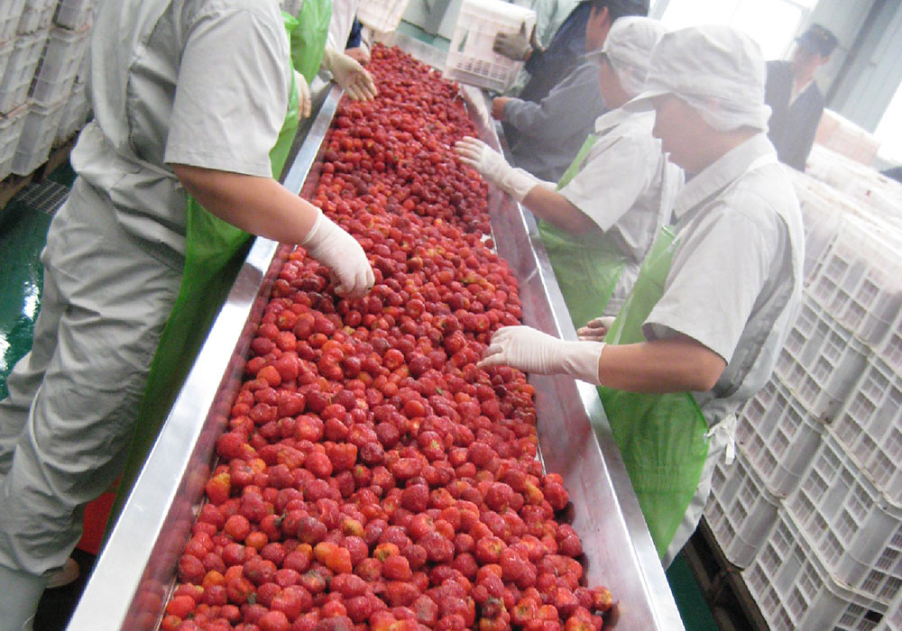 Blueberry/Raspberry/Strawberry Beverage Processing Line