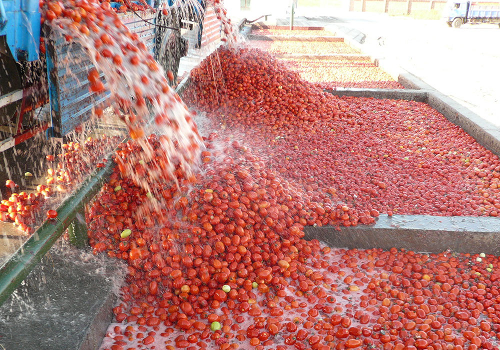 Línea de procesamiento de tomates