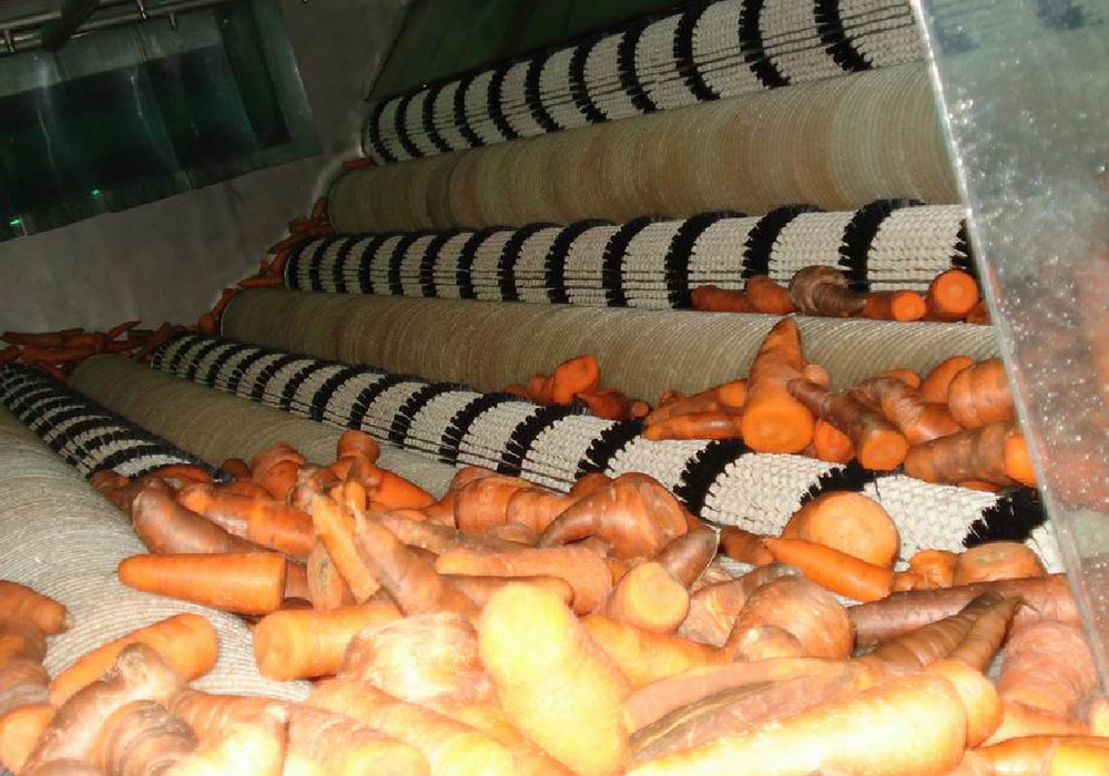 Línea de procesamiento de zanahorias