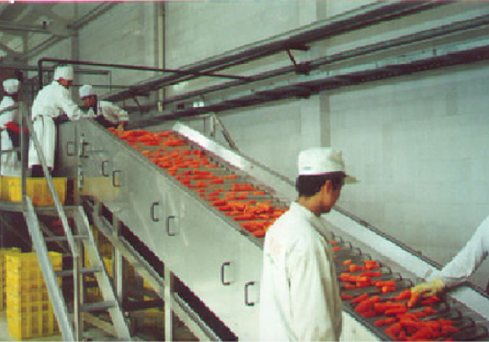 Línea de procesamiento de zanahorias