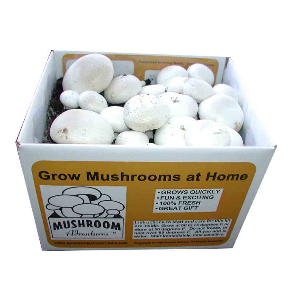 Custom Paper Mushroom Carton