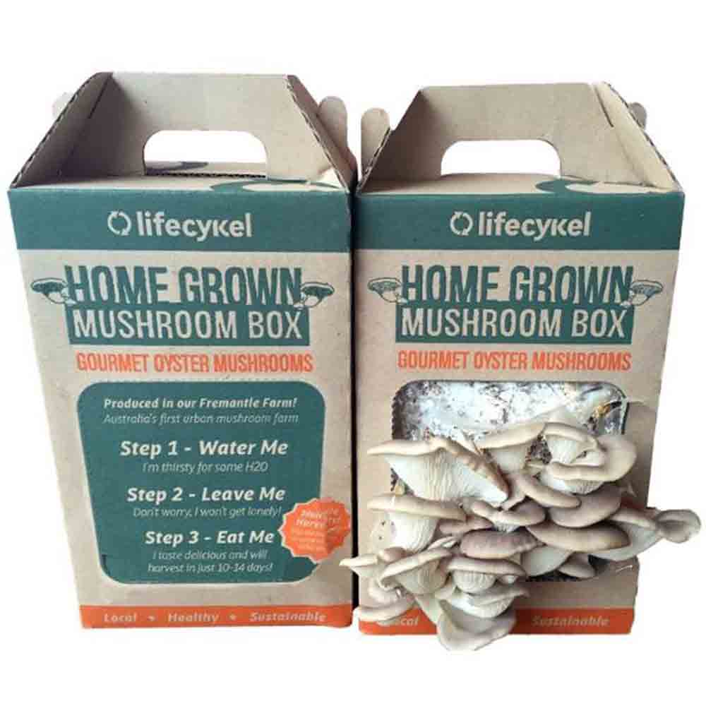 Paper Mushroom Carton