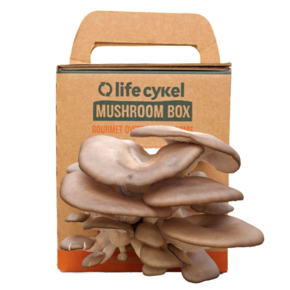 Custom Mushroom Box With Handle
