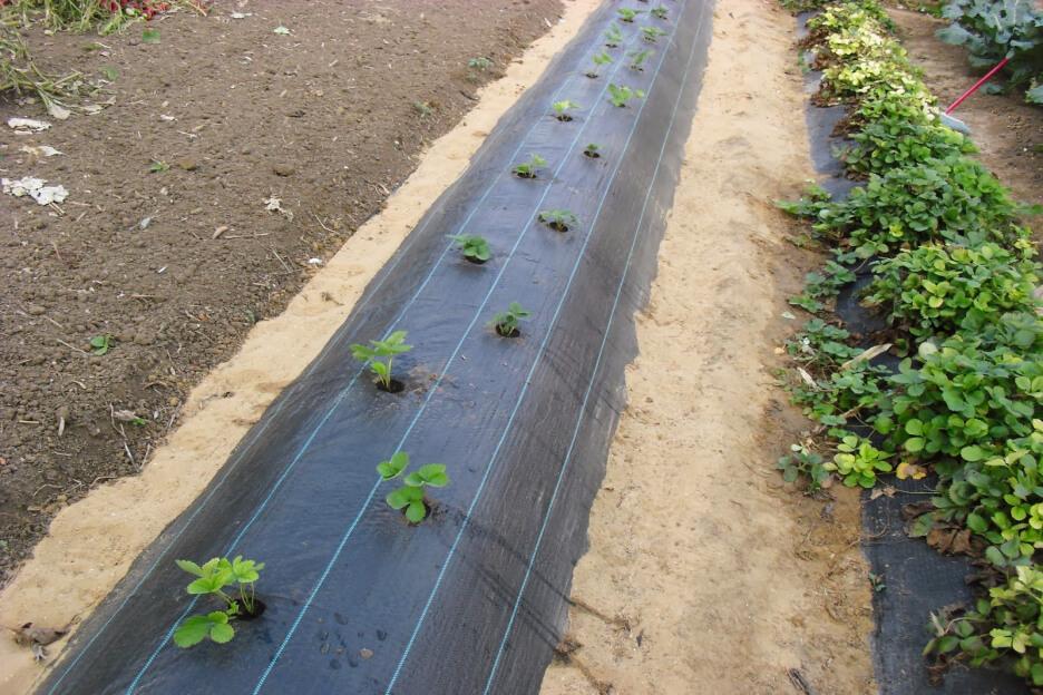 Experienced supplier of Weed Barrier