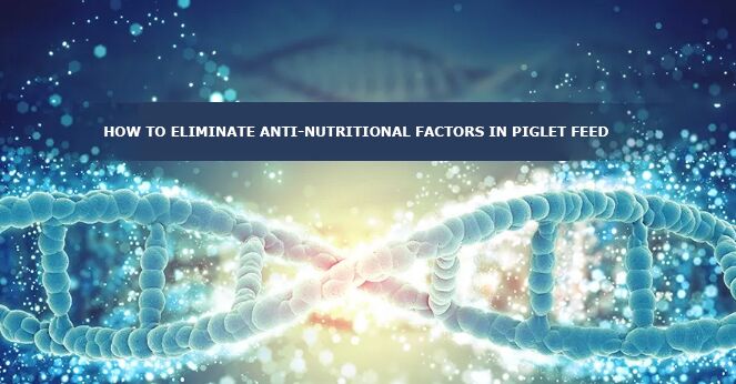 Anti-nutritional factor — the invisible killer in piglet feed