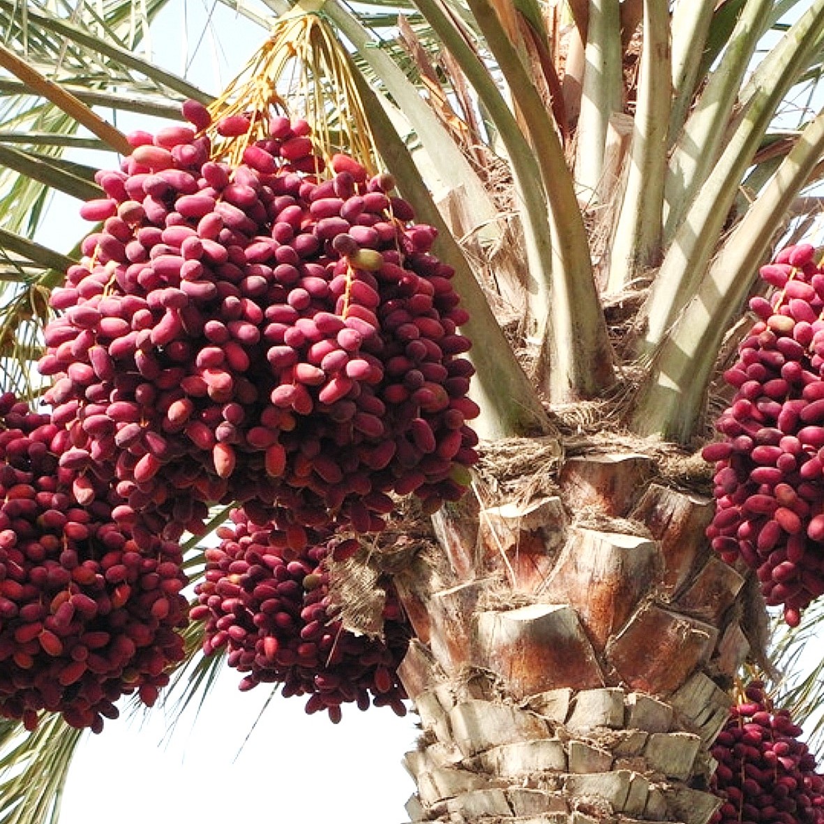 Unlocking the Sweetness: A Deep Dive into Date Palm Juice Processing
