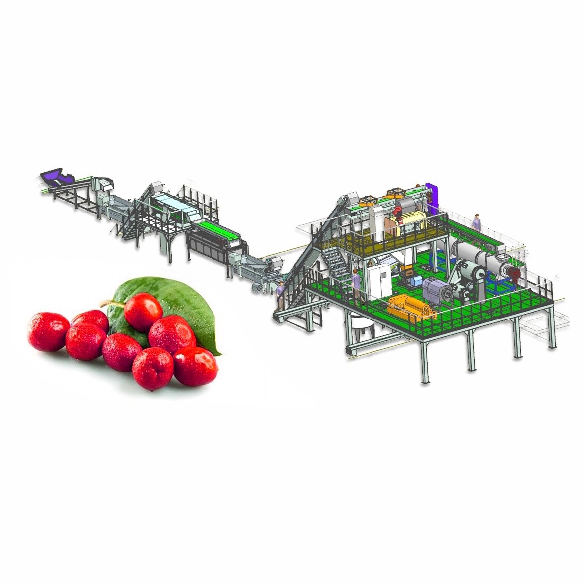 Línea de producción de procesamiento de frutas de azufaifo y espino