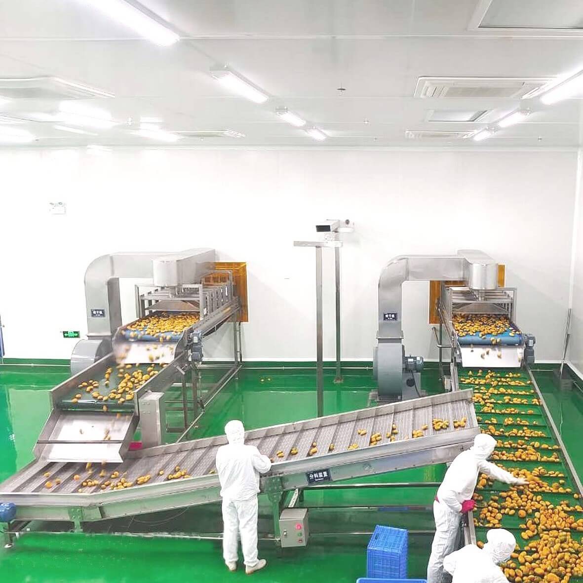 pineapple processing line