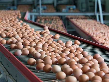 Egg production line Egg production line
