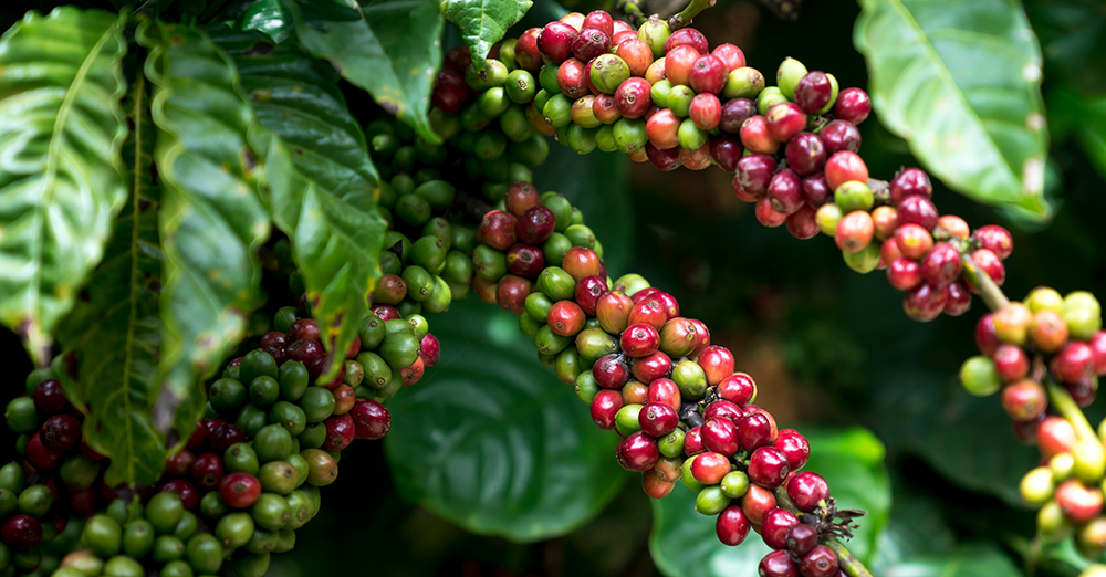 coffee beans coffee beans