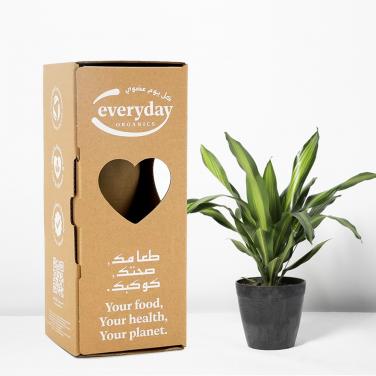 Plant shipping box