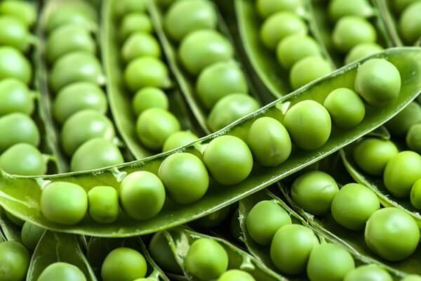 Pea Starch Processing Technology
