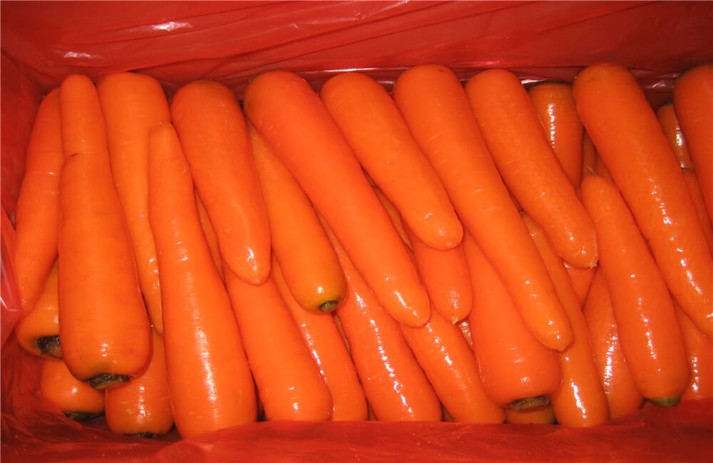 Export Quality Carrots