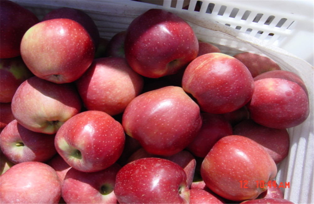 Premium Export Quality Qinguan Apples