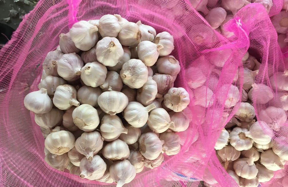 Fresh Garlic In Mesh Bags