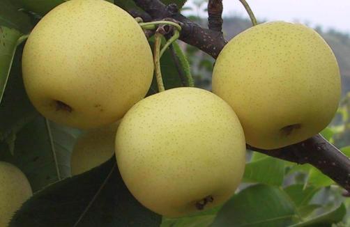 Golden Pear On Trees