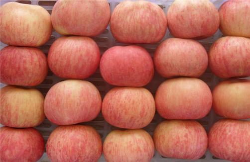 Premium Export Quality Red Fuji Apples