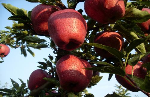 Red Delicious Apples On Trees