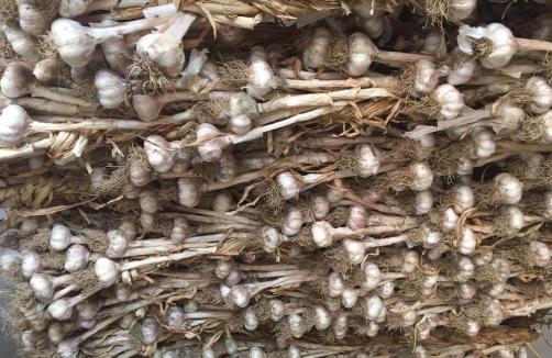 Fresh Garlic With Roots And Stems