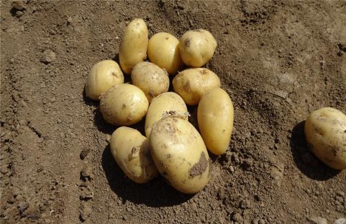 Fresh Potato Out Of Earth