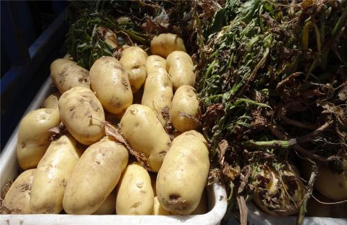 Newly Harvest Fresh Potato