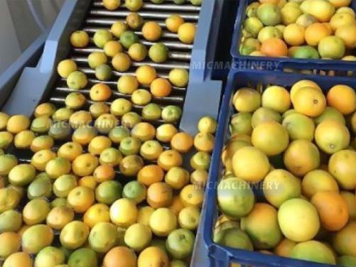 Orange Lemon Pomelo Citrus Juice Extractor Equipment