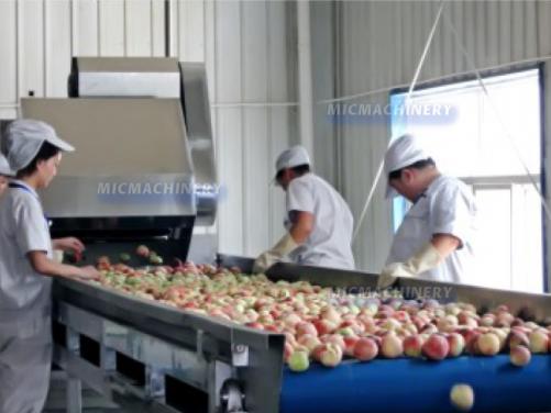 Peach Plum Apricot Stone Fruit Project