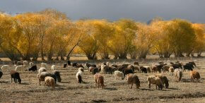 Latest high-quality TMR cattle and sheep feed project