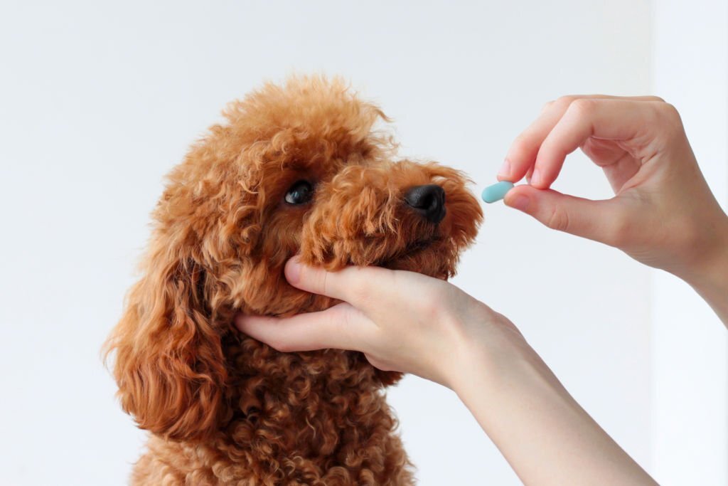 Findings About Dog Antimicrobial Resistance in Growth Medium