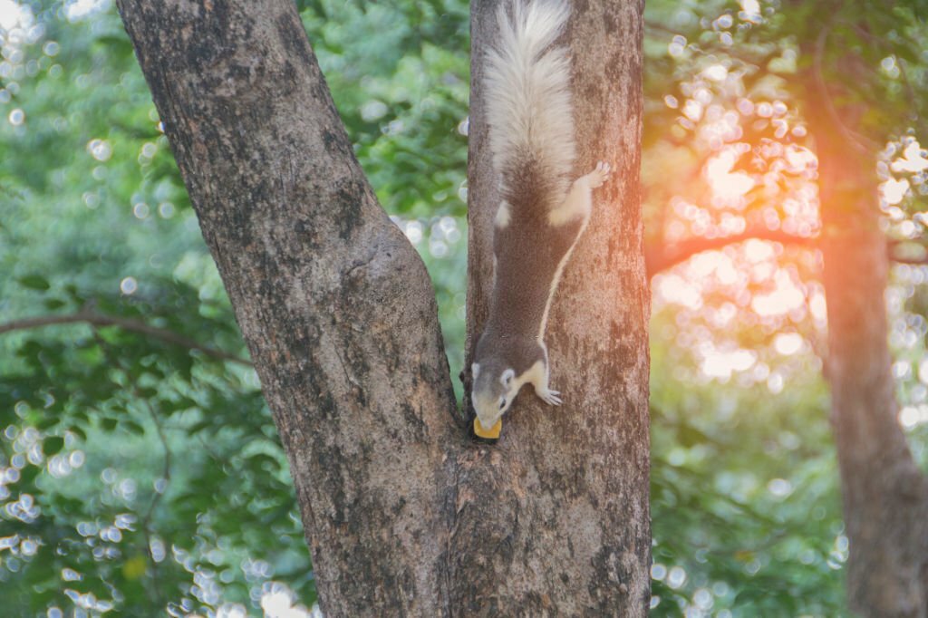 How Effectively Can Environmental Sampling of Trees Detect Mammals?