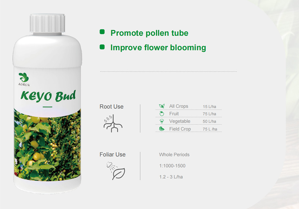 KEYO BUD