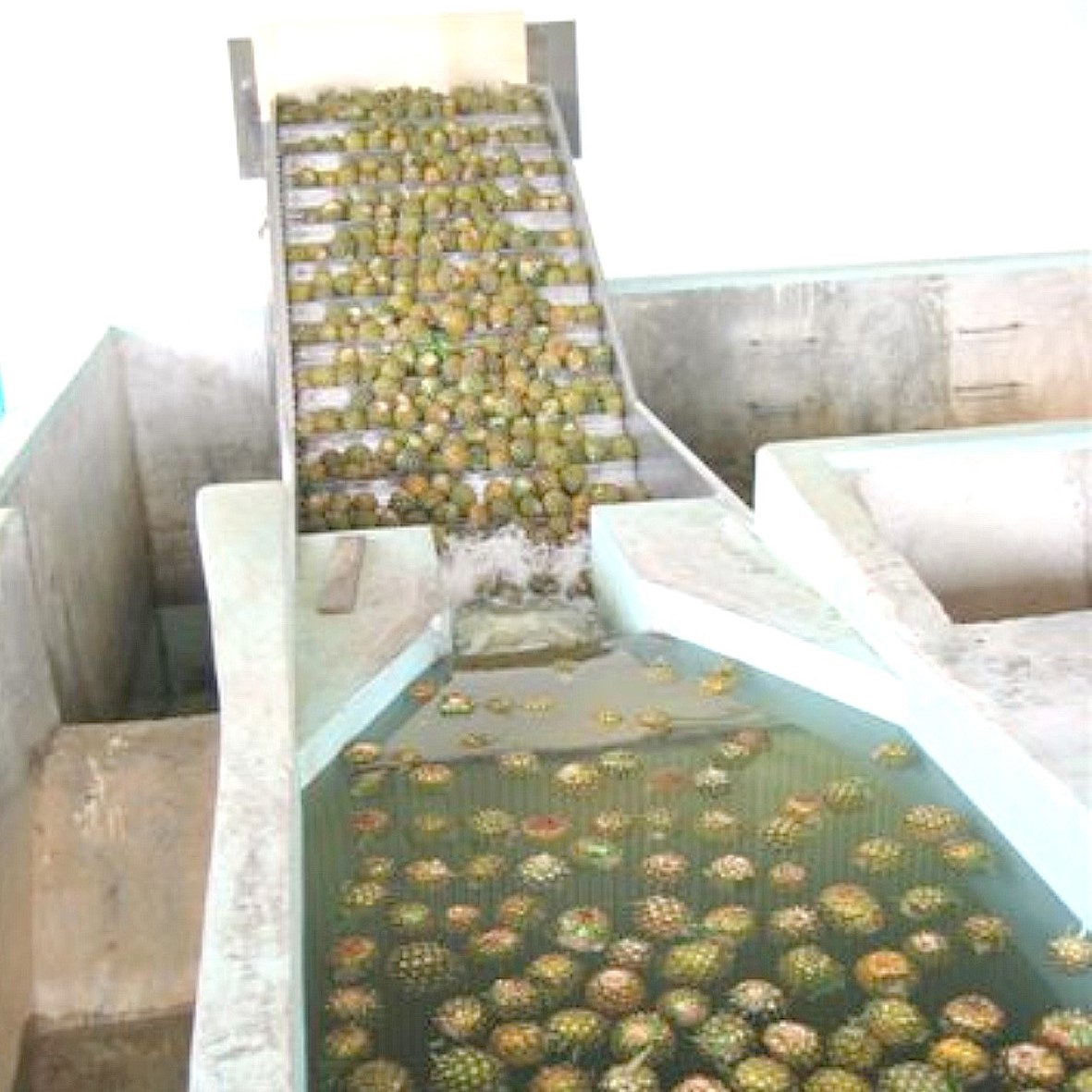 Линия по переработке ананасов