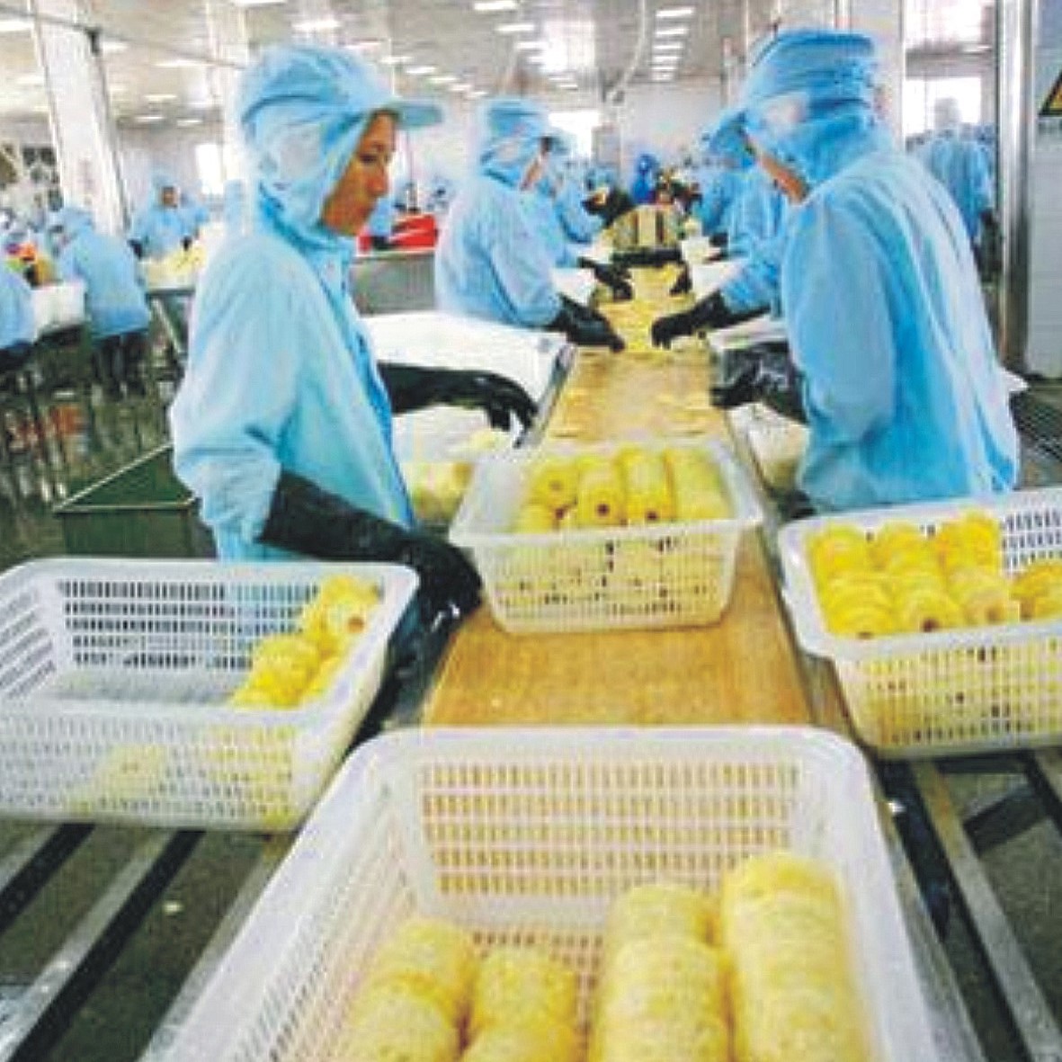 Pineapple Processing Line