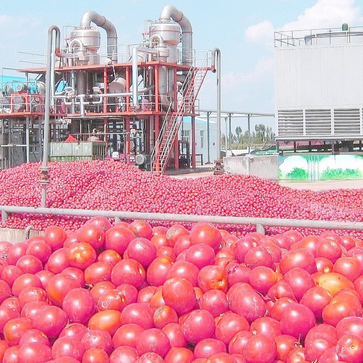 Производственная линия по переработке помидоров