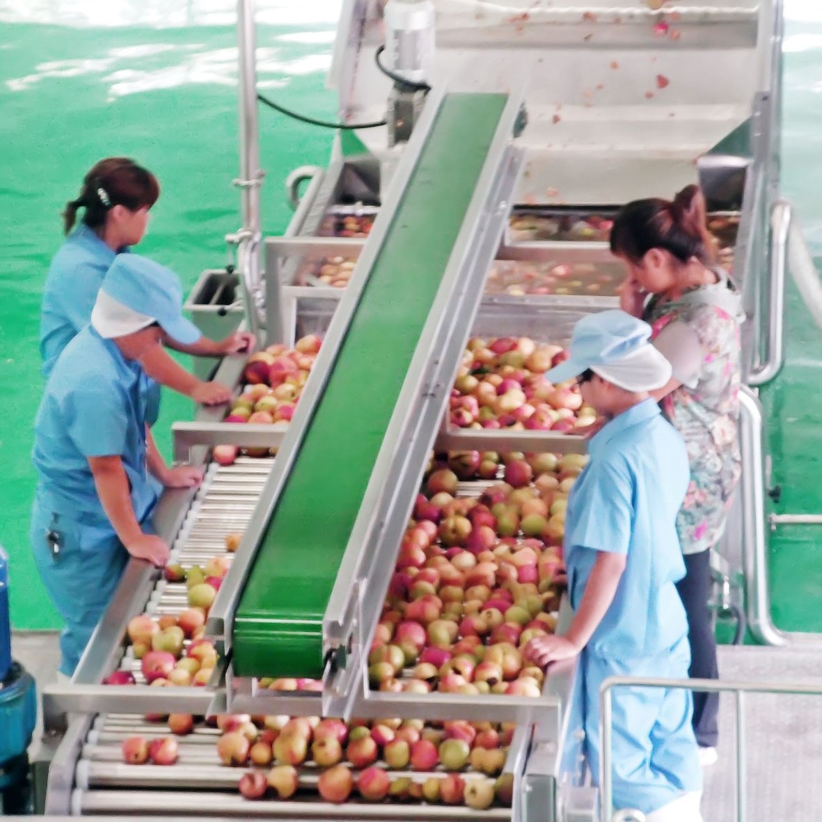 Ligne de traitement des pommes et des poires