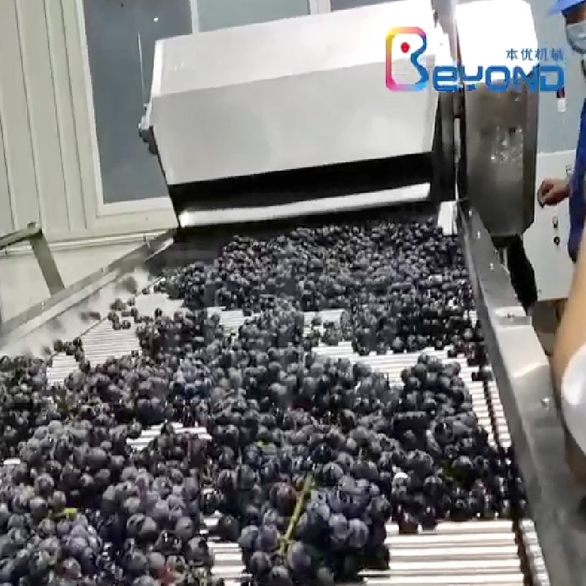 Grape processing plant