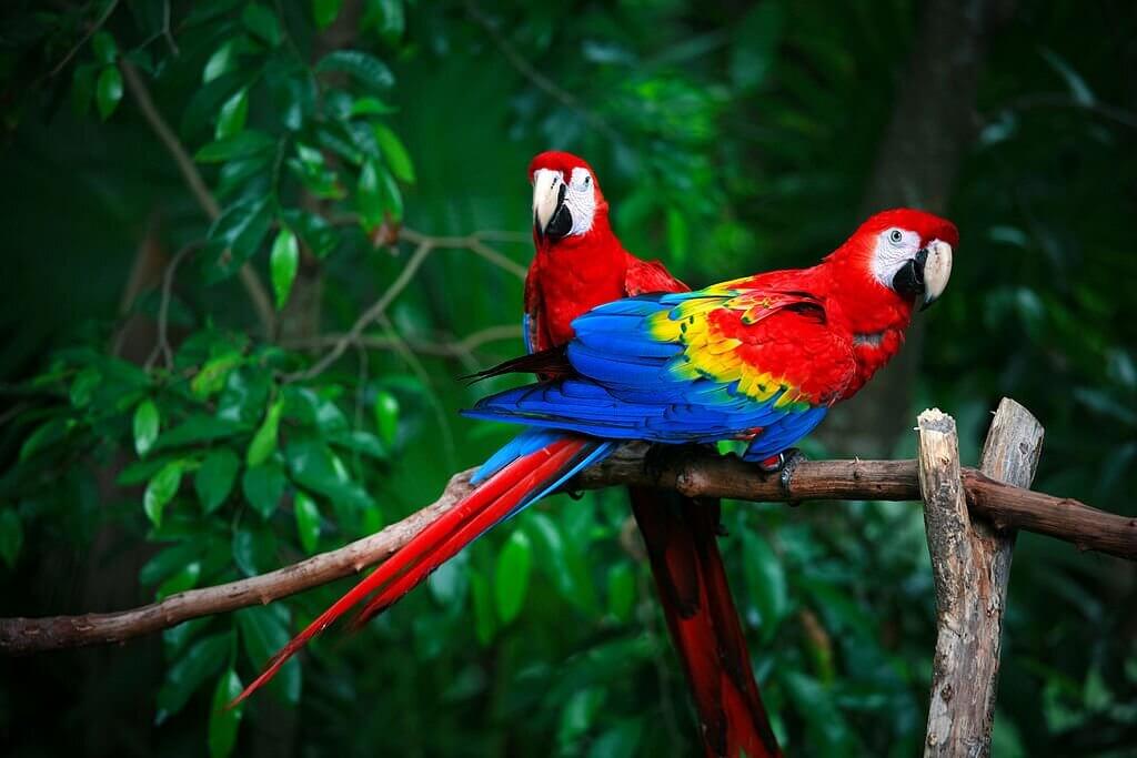 2 scarlet macaws in a rainforest