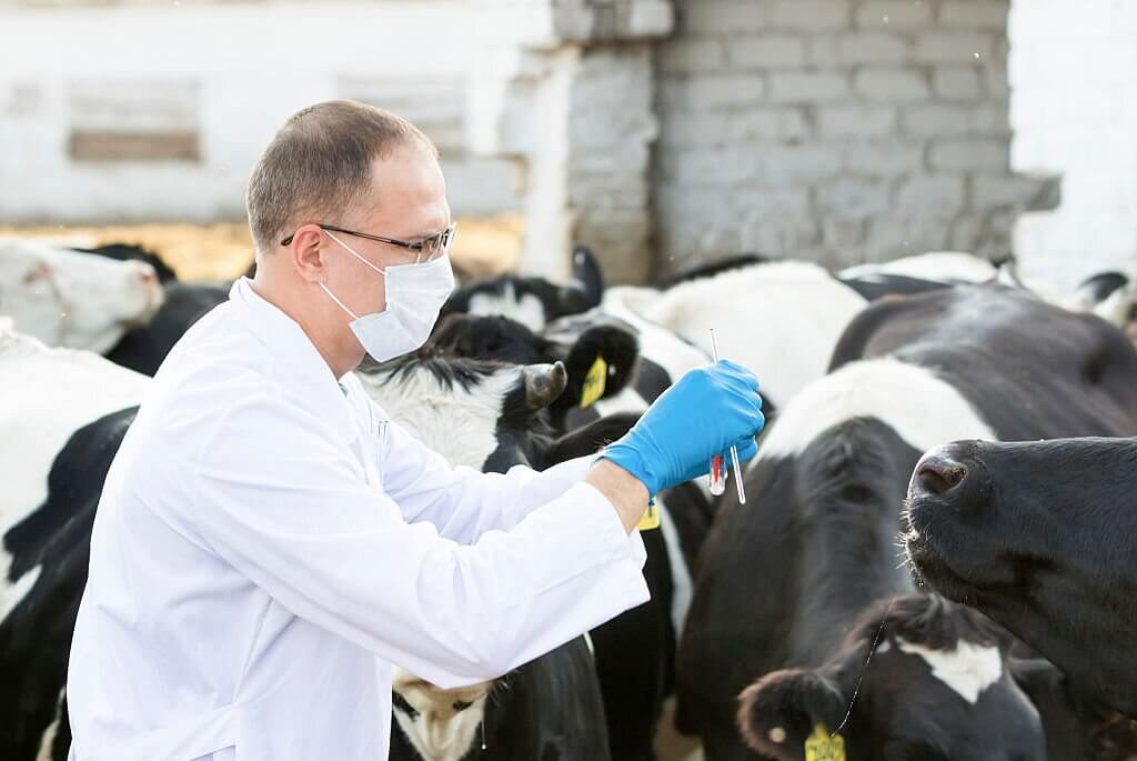 A health worker takes a sample of biological material in cattle