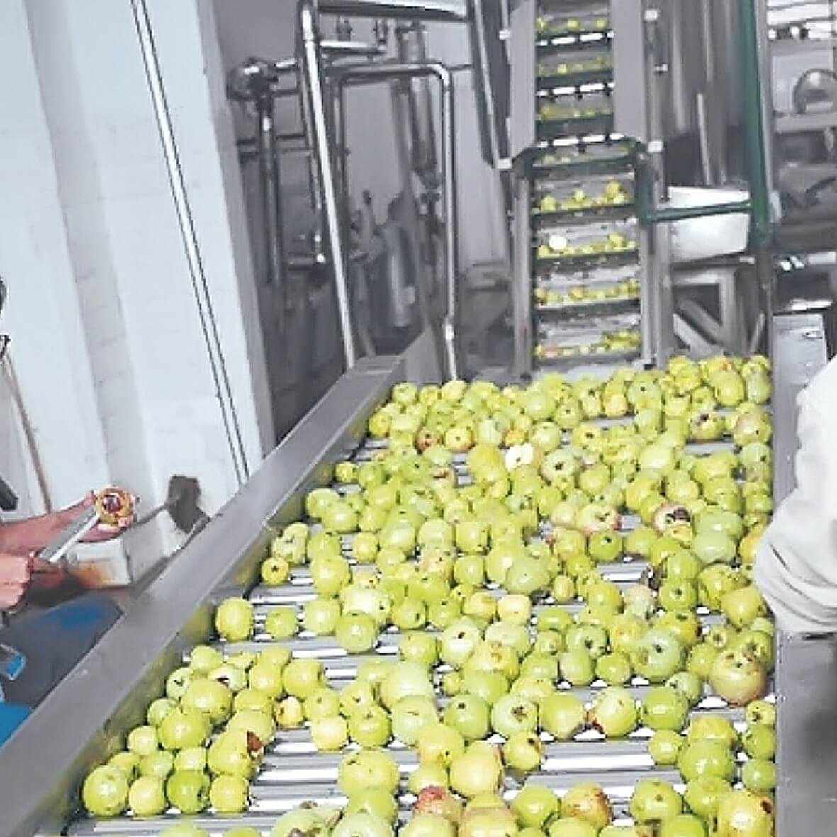 apple processing lines