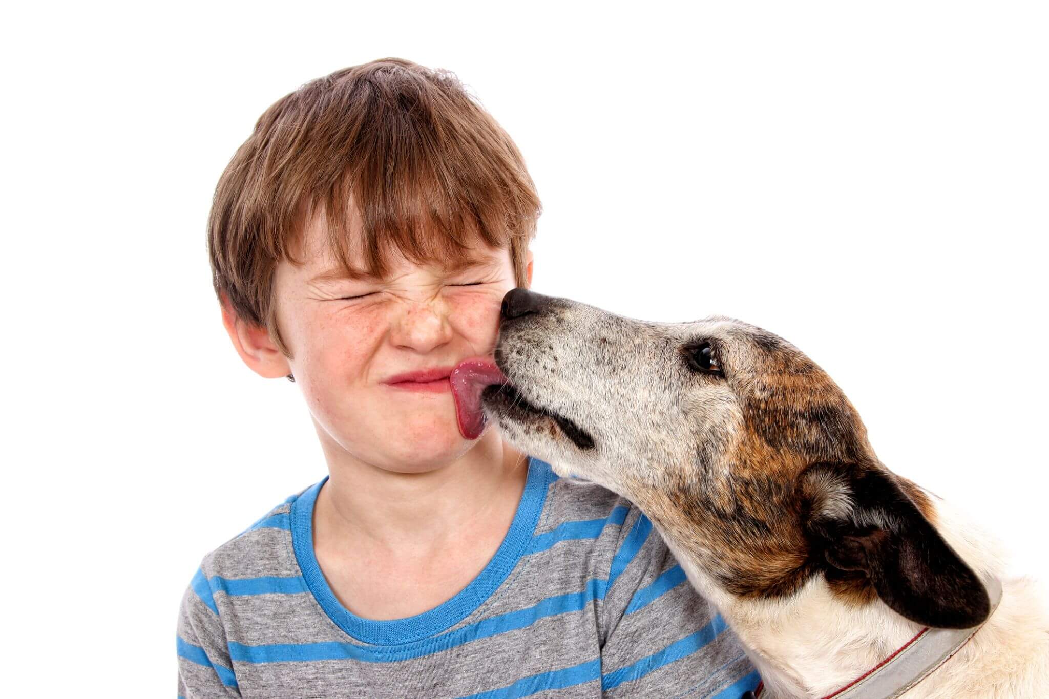 An old dog licking a little boy's face.