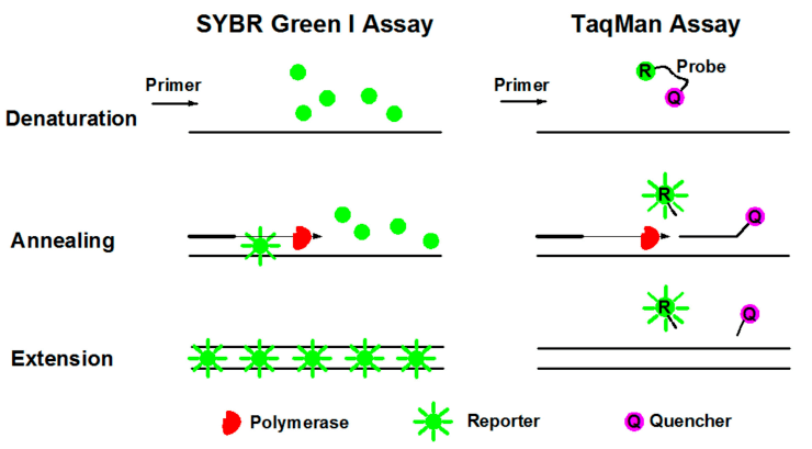 Figure of the working principles of fluorescent dye method and fluorescent probe method
