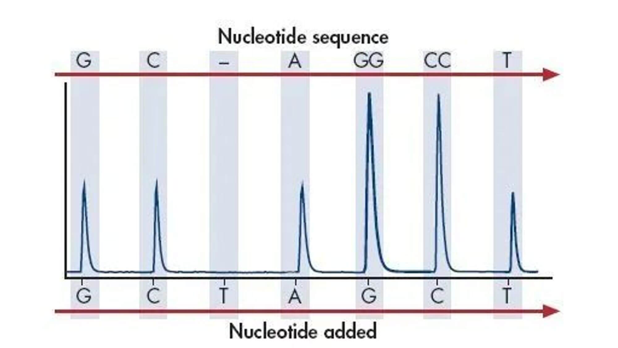 chart of nucleotide sequence data