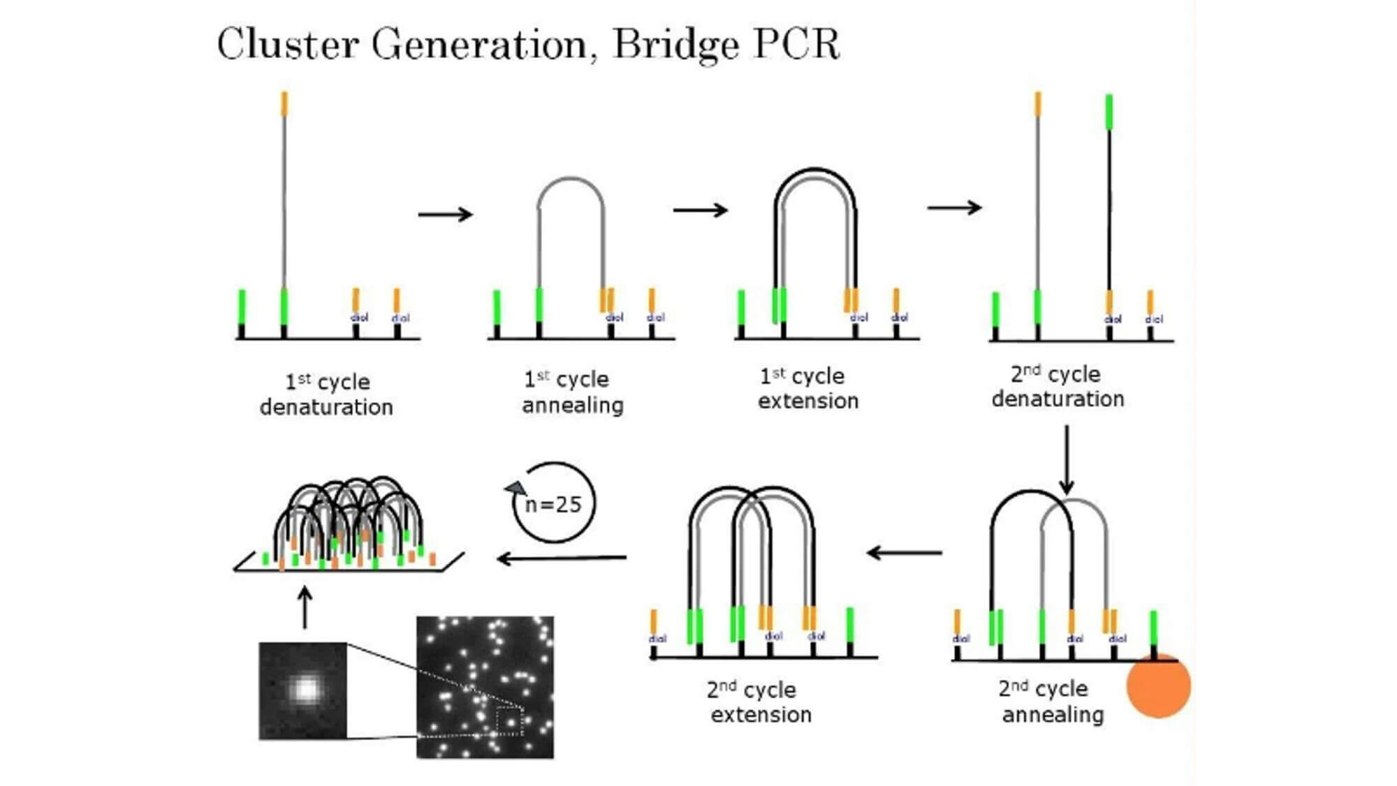 Picture of cluster generation, bridge PCR