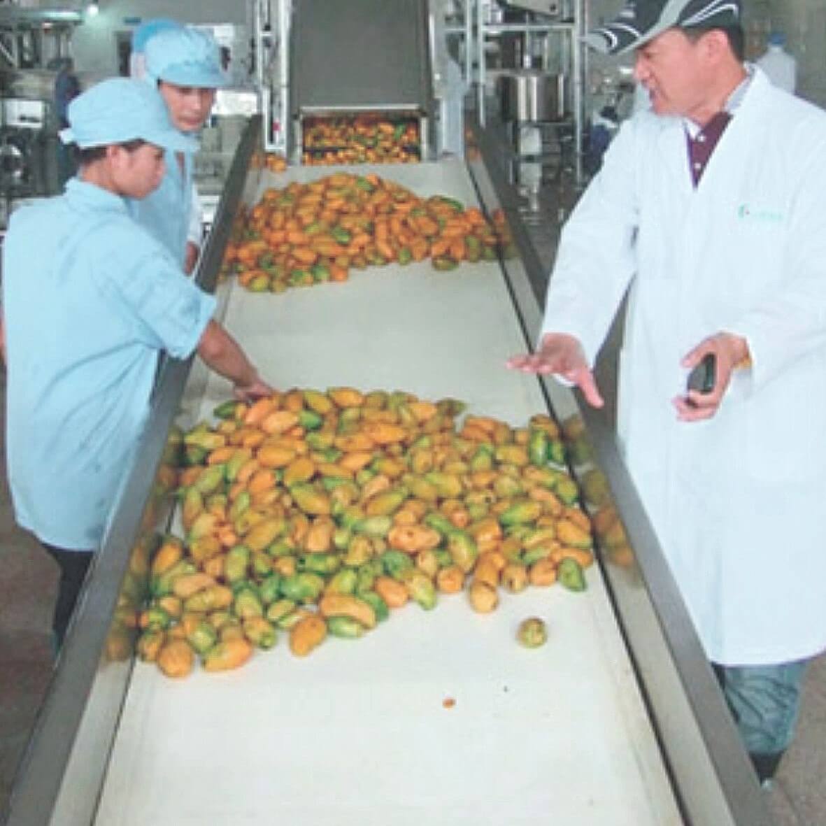 mango pulp processing flow chart