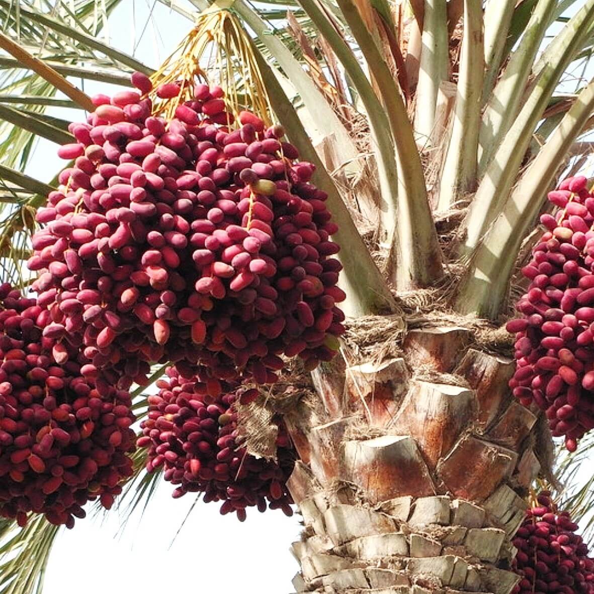 تاريخ خط المعالجة